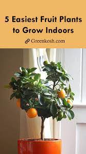 Best fruits and vegetables to grow indoors some of the easiest fruits and vegetables to grow indoors will surprise you. Indoor Fruit Plants Indoor Fruit Plants Growing Plants Indoors Indoor Fruit