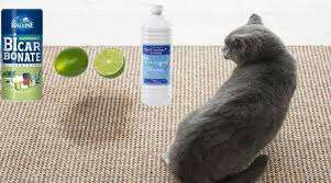Astuces Efficaces Contre Mauvaise Odeur Urine Chat En 2020 Odeur Urine Urine De Chat Mauvaise Odeur