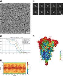 The latest tweets from mutantn501y (@n501_y). Cryo Em Structure Of The N501y Sars Cov 2 Spike Protein In Complex With A Potent Neutralizing Antibody Biorxiv