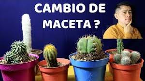 During flowering, red tubular blossoms appear up and. Cleistocactus Strausii Wikivisually