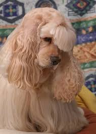 American Cocker Spaniel Dog Breed Information And Pictures