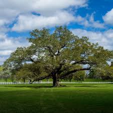 Check spelling or type a new query. Southern Live Oak Naturehills Com