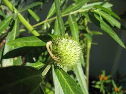 Larger milkweed pods up to 4 inches are the best for stuffing. Ask Gardenerd Pruning Back Milkweed Gardenerd