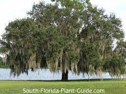 Live oak trees can grow very large, reaching heights of up to 80 feet tall. Live Oak Tree