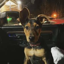 Are you wondering how the doberman vs german shepherd compare? German Shepherd Doberman Mix Facts Alpha Paw