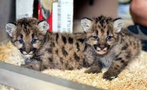 Image result for Manniella