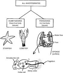 These six 8.5 x 11 animals with backbones posters list the characteristics of mammals, reptiles, amphibians, birds, and fish.you could post these in your classroom as a reference. Invertebrates As Special Animals Have You No Spine The Invertebrates Animals W Physical Education Lesson Plans Color Worksheets For Preschool Invertebrates