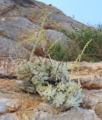 Image result for Melanospermum foliosum