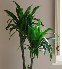 Image result for Dracaena steudneri