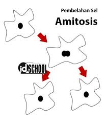 Pembelahan Sel Amitosis Idschool