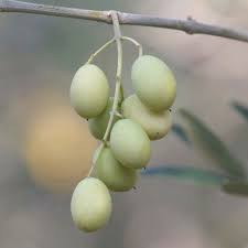 Plantes Rares Les Vegetaux Les Plus Surprenants Du Monde
