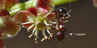 Image result for Sclerocarya