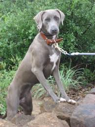 As the lacy family's ranching business underwent a decline and modern technologies came into being. Blue Lacy Information And Pictures Blue Lacies Blue Lacy Dog Blue Lacy Dog Breed Info
