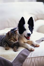 It's a good idea to have one more litter box than the number of cats who will be using them kitty litter: Question Of The Week Why Does My Dog Eat Cat Poop Campus Veterinary Clinic