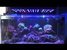 Merawat karang akuarium air laut. Setting Aquarium Air Laut 100x50x50cm 250l Reef Tank Youtube