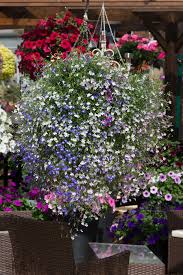 Image result for lobelia combine composition