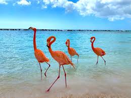 242,986 likes · 7,801 talking about this · 401,719 were here. Everything You Need To Know About Visiting Flamingo Beach Aruba The Sweetest Escapes
