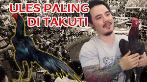 Katuranggan sisik kaki ayam juara 1. Awas Hati Hati Jika Bertemu Ayam Seperti Ini Youtube