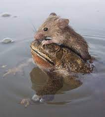 Frog Saves Rat From Drowning As Tiny Creature Hitches A Ride Across Pond 8 Oct 2013 12 15 The Frog Appeared At Cute Animals Animals Friendship Animals Friends