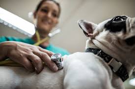 Does dog insurance cover cancer? Flea And Tick Prevention