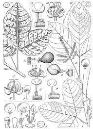 Image result for Allophylus africanus