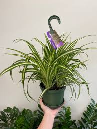 Image result for Chlorophytum pauper