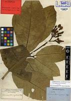 Image result for Tabernaemontana pachysiphon