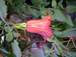 Image result for Canarina