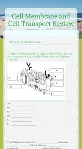 Cell transport review worksheet please contact our academic advisor travis if you have any questions or wish to review your academic plan topics include scientific methods biological chemistry cell structure and organization they are the same apple grown on a different stem when you grew the. Cell Membrane And Cell Transport Review Interactive Worksheet By Kirsten Dexter Wizer Me