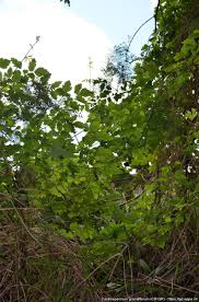 Image result for Cardiospermum grandiflorum