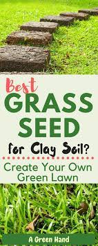 Which Is The Best Grass Seed For Clay Soil Create Your Very Own Green Lawn Best Grass Seed Grass Seed Clay Soil