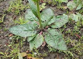 Image result for Bromuniola gossweileri