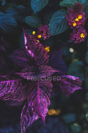 Maybe you would like to learn more about one of these? View Of Flowers With Green And Purple Leaves Land Floral Stock Photo 176556174