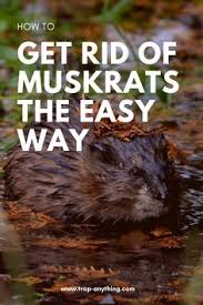 How to get muskrats out of your basement have you found muskrats in your basement? 170 Trapping Furbearers Ideas In 2021 Traps Animals Getting Rid Of Raccoons