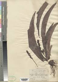 Image result for Chlorophytum macrophyllum