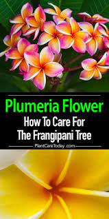 Pin On Best Of Plantcaretoday