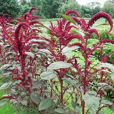 What does amaranth look like? 100 Organic Red Leaf Amaranth Seeds Bulk Vegatable Garden Etsy In 2021 Amaranth Plant Edible Plants Wild Plants