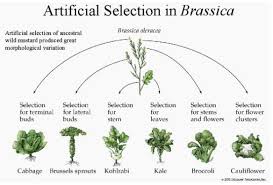 Kale Cauliflower And Cabbage Are All Varieties Of A Single Magical Plant Species In 2020 Brassica Plant Breeding Cauliflower