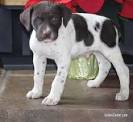 Pointer Puppies for Sale - Adoptapet