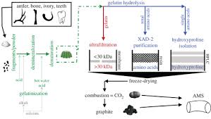 Along with hydrogen, nitrogen, oxygen, phosphorus, and sulfur, carbon is a building block of biochemical molecules ranging from fats, proteins, and carbohydrates to active substances such as hormones. Bone Need Not Remain An Elephant In The Room For Radiocarbon Dating Royal Society Open Science