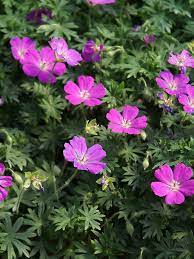 Check spelling or type a new query. Geranium Shepherd S Warning Bluestone Perennials
