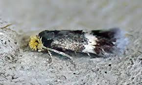 Image result for Stigmella malella