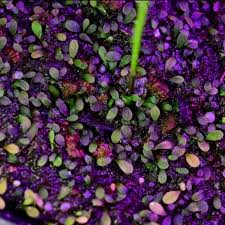 Image result for Uvaria welwitschii