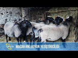 Macar Irki Koyun Yetistiriciligi Nasil Yapilir Benim Memleket Youtube 2020 Hayvanlar Koylar Instagram