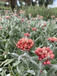 Image result for Helichrysum