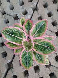 Lotus Delight Hanging Plants Cool Plants House Plants Indoor