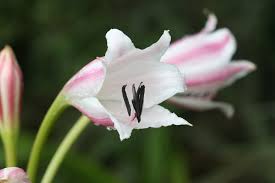 Image result for Crinum macowanii