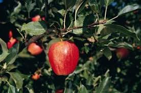 Copper spray has been used to treat fruit trees for many years and is considered a staple to prevent disease. Tree Fruit Hedge Planting Distance Organic Fruit Trees Dwarf Fruit Trees Apple Tree Care