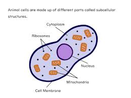 Maybe you would like to learn more about one of these? Cell Structure Slides And Worksheet Gcse Biology Aqa Teaching Resources