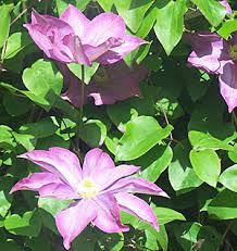 Read our pruning guide by flowering time. Clematis Planting Pruning Care Propagation